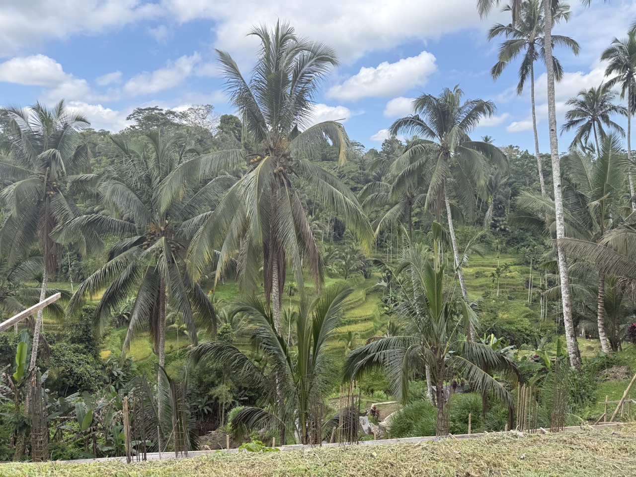 Bali Rice Terraces